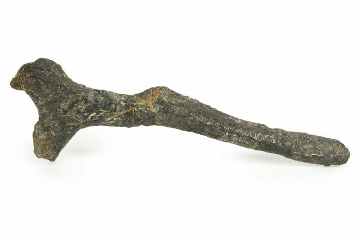 Fossil Ornithischian Dinosaur Ischium - Wyoming #367595